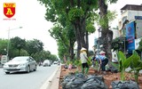 Trồng cây cảnh, phủ xanh dải phân cách ở đường Kim Mã
